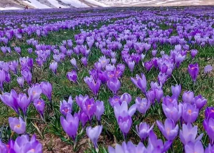 Civico 62 - D Andrea Pratola Peligna